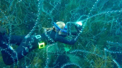Temperaturas recordes no mar do Reino Unido atraem espécies incomuns e desafiam pescadores - Imagem do artigo original