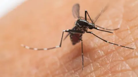 Casos de chikungunya importados para o Reino Unido mais que dobram no primeiro semestre - Imagem do artigo original